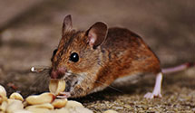 24 Hour & Emergency Exterminators in Jackson, MI